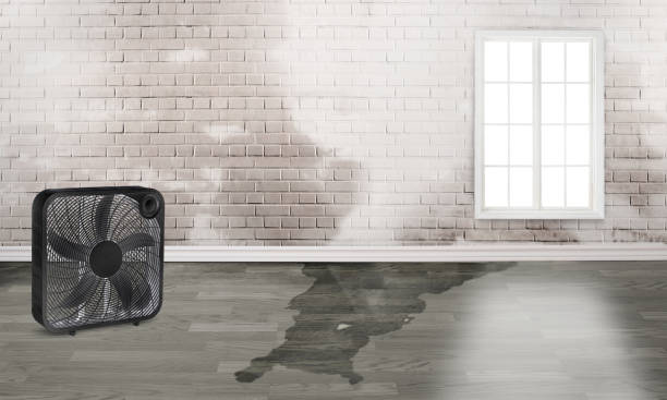 Best Basement water damage restoration  in Schulenburg, TX